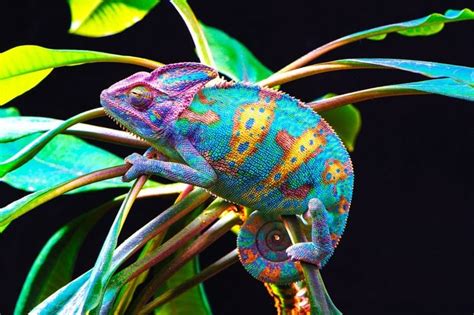 The Most Colorful Animals In The World Readers Digest