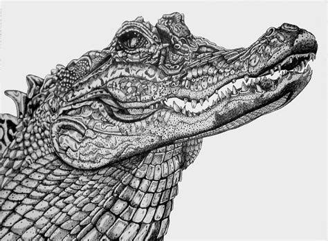 American Crocodile Drawing By Tracey Gurr Ba Hons Fine Art America
