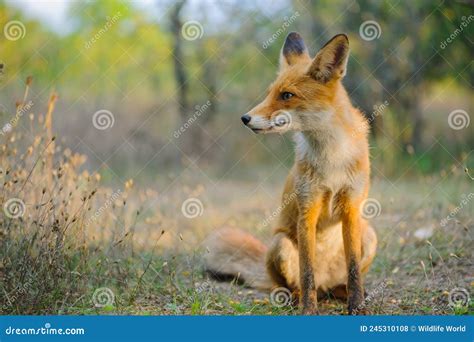 Red Fox Vulpes Vulpes In The Habitat Stock Photo Image Of White