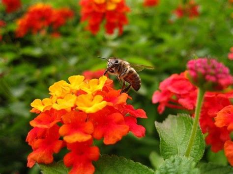 Maybe you would like to learn more about one of these? Top 10 bloomers to attract the nectar lovers you need ...