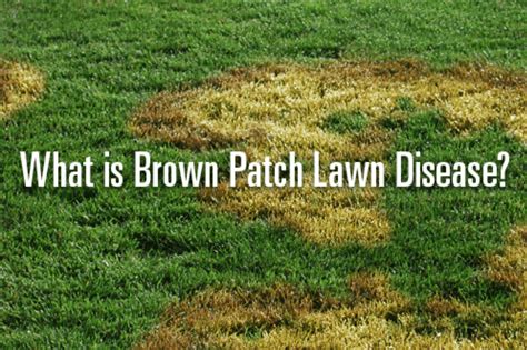 Lawn Care Round Rock Tx Experts On Diagnosing Brown Patch And