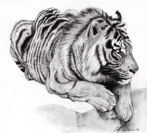 40 Beautiful And Realistic Animal Sketches For Your Inspiration