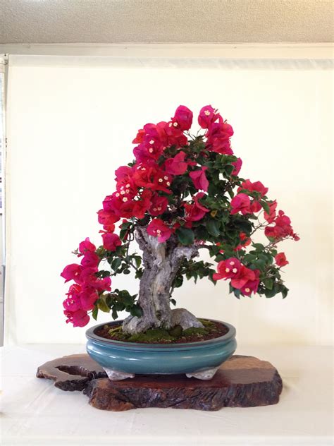 Top 20 Cây Cảnh Có Tên Khoa Học Chuyên Dùng để Làm Cây Bonsai Cỏ Dại