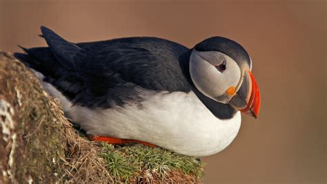 Fond Décran Des Oiseaux Animaux La Nature Faune Buffins Le Bec