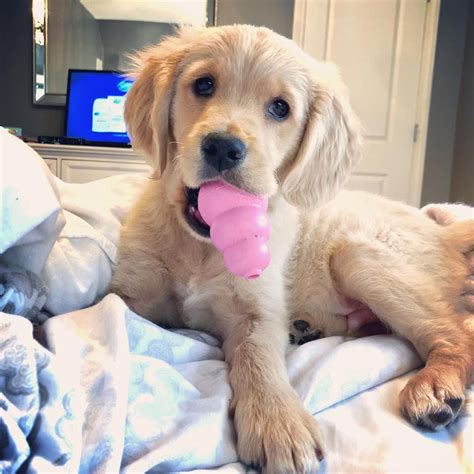 The most recent published articles. @laurak_415 (With images) | Teacup puppies, Golden ...