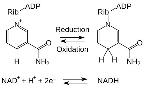 Nicotinamide Riboside Function Supplement Dosage And Nicotinamide