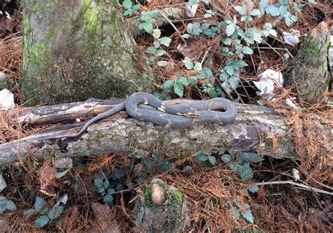 Just north of airline hwy. Bluebonnet Swamp Nature Center (Baton Rouge) - 2021 All ...