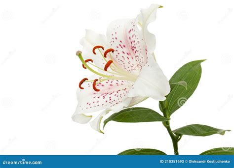 Big White Pink Flower Of Oriental Lily Isolated On White Background Stock Image Image Of Pink
