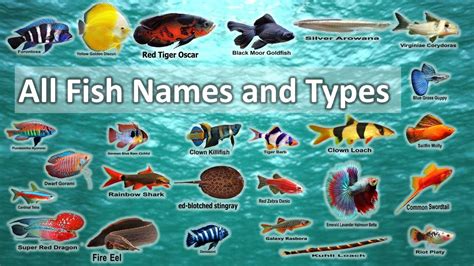 All Fish Names And Types In 2 Minutes Youtube