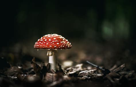 Wallpaper Forest Nature Mushroom Mushroom Images For Desktop