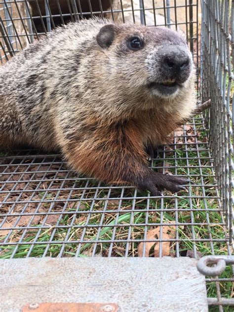 Groundhog Control Maine And New Jersey