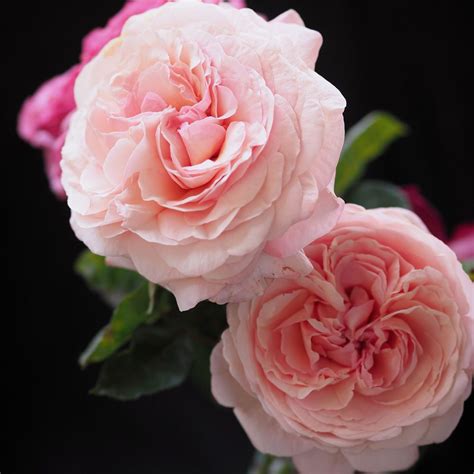 Jean De La Fontaine ® Roses Name