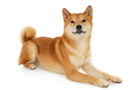 Ainu Dog Breed Complete Guide A Z Animals