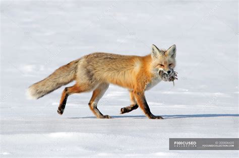 Red Fox Walking And Carrying Prey In Snow — Side View Selective Focus