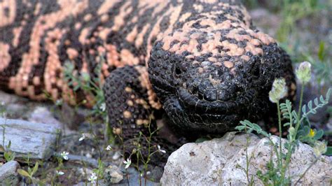 Gila Monster Ready For Its Genomic Close Up Asu Now Access