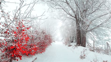 10 Most Popular Winter Flowers Wallpaper Backgrounds Full Hd 1080p For