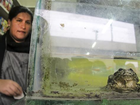 In Peru Folk Remedies Like Frog Smoothies Are Comfort Food Ncpr News