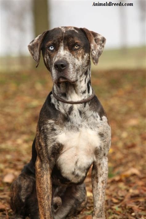 Catahoula Leopard Dog Puppies Rescue Pictures