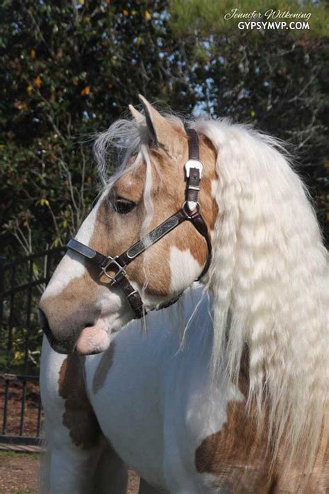 Gypsy Vanner Horses For Sale Stallion Palomino And White Dragon Fire