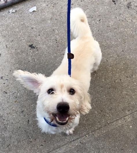 Select adopt or foster step 1. MARSHMELLOW - A1082082-TO BE DESTROYED 08/06/16 **NEW HOPE ...