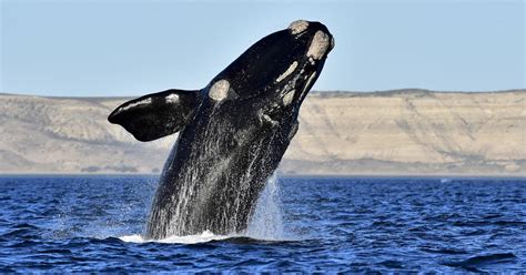 Endangered North Atlantic Right Whale On The Brink Of Extinction With