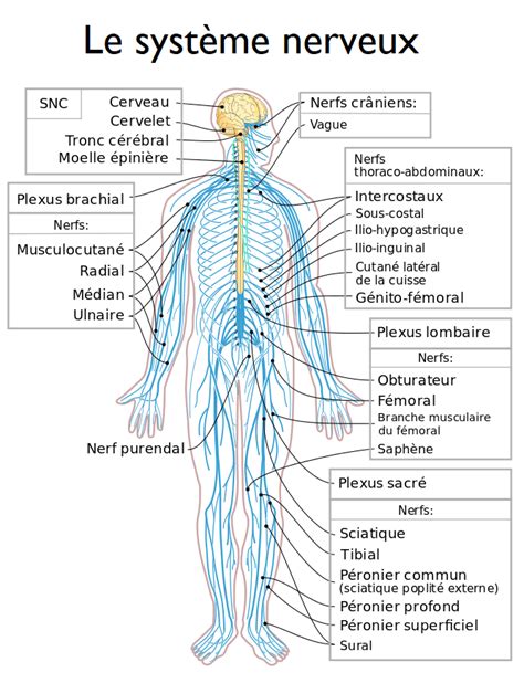 Cours Anatomie Du Système Nerveux