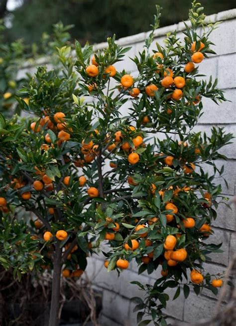 The Truth About Indoor Citrus Trees Hint They Belong Outdoors