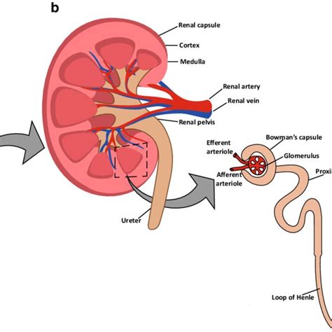 Human Kidney Anatomy External View A Internal View B And Its