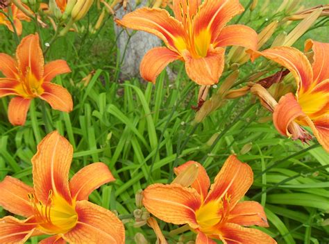 Lilies Flowers Bright Wallpaper Hd Flowers 4k Wallpapers Images