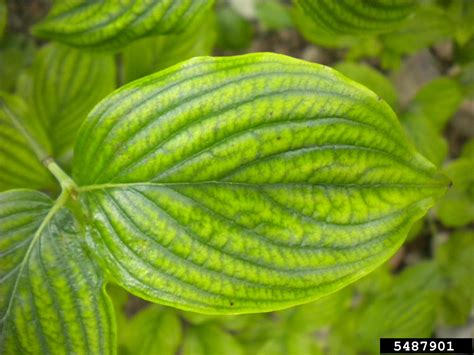 Check spelling or type a new query. Yellow Leaves On Dogwood Trees - Information About Dogwood Tree Leaves Turning Yellow
