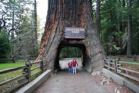 For dates and details, contact the avenue of the giants marathon (spring) or the humboldt redwoods marathon (fall). Laura's Blog: Humboldt Redwoods State Park