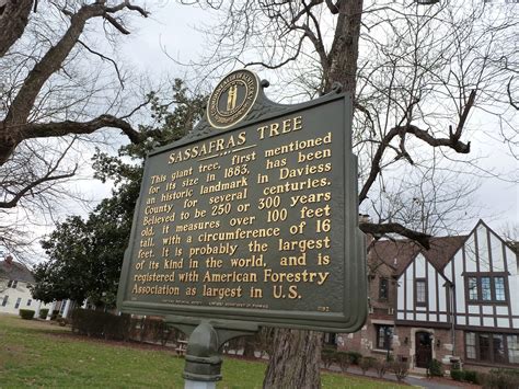 Kentucky Travels Giant Sassafras Tree Owensboro