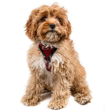 Cavoodle Dog Breed Information Temperament And Health