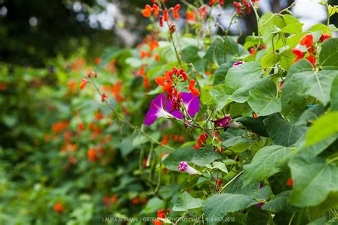 Scarlet Runner Beans And Morning Glory Vines Greenfuse Photos Garden