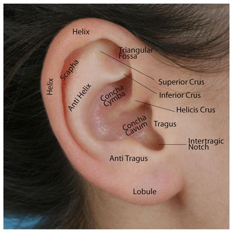 Die Anatomie Des äußeren Ohres Health Life Media
