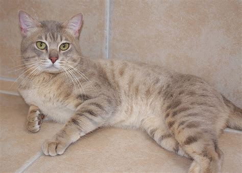 The australian mist cat is short haired breed that was developed in australia in the 1970s by crossing burmese, abyssinian, and domestic shorthair cats to create a cat with a spotted coat and. Australian Mist - Information, Health, Pictures & Training ...