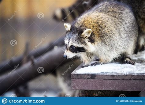 Raccoon Portrait Stock Photo Image Of Lotor Closeup