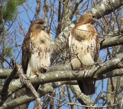 Male Versus Female Raptors How Do We Know Buffalo Bill Center Of