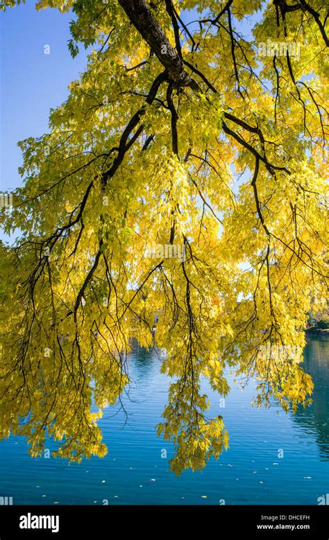 American Elm Tree In Fall Foliage Color The Broadmoor Historic Luxury