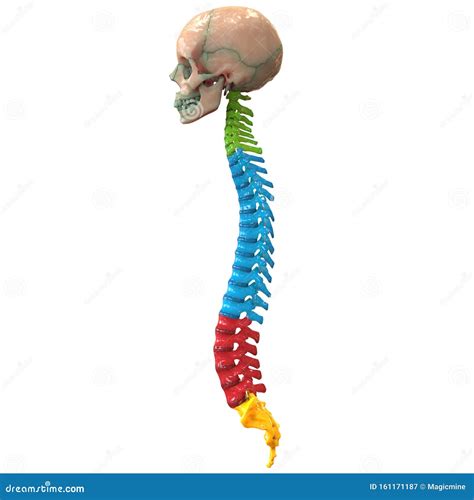 Vertebral Column Of Human Skeleton System Anatomy Lateral View Royalty