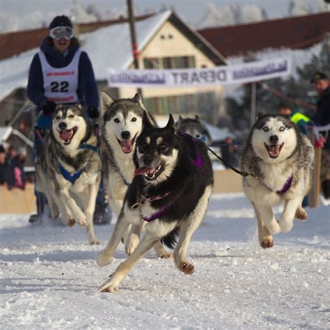 Sled Dog Race 2015 In Saignelégier Dog Sledding Dogs Sled
