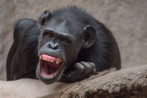 We did not find results for: Zum Lachen... Foto & Bild | tiere, zoo, natur Bilder auf ...