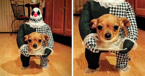 89 Terrifyingly Pawsome Halloween Costumes For Dogs Dog Halloween