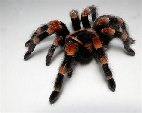 This is the world's favorite tarantula because of their beauty and. Mexican Red Knee Tarantula Spider Facts, Identifications ...