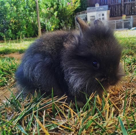 Our New Baby Dwarflionhead Mix Meet Nox Enjoying Some Grass On A