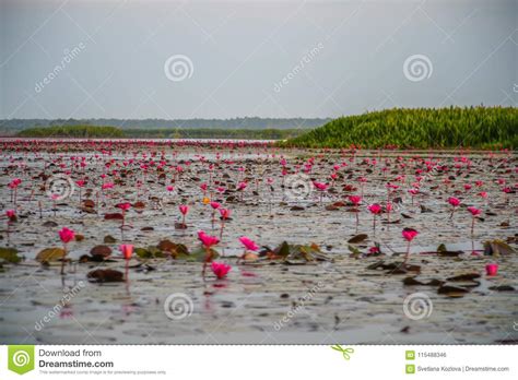 Red Lotus Flowers At Thale Noi Waterfowl Reserve Lake Thailand Stock