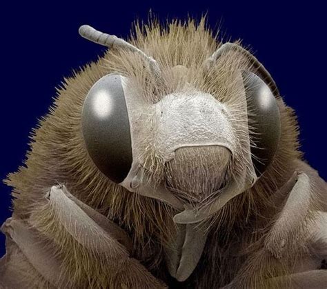 Under Microscope Picture Bugs Me Pictures Of Insects Electron Microscope Microscopic