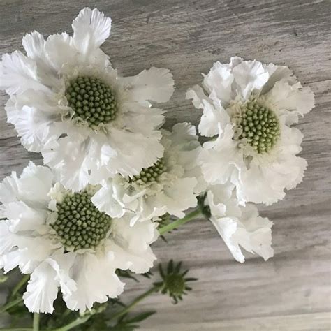 Scabiosa ‘fama White Seeds Nourish Gardens
