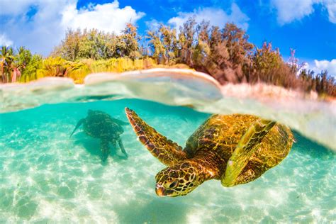 List Of Best Places To Snorkel In Oahu Hawaii 2022