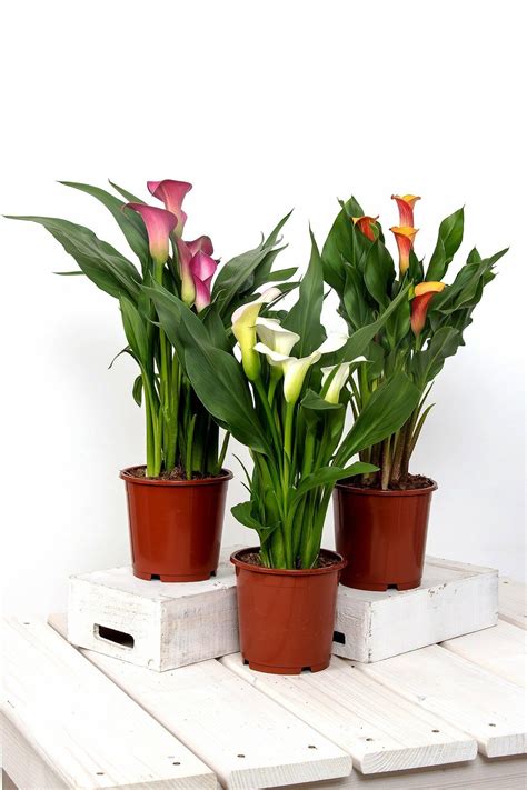 10 Low-Maintenance, Modern Indoor Plants | Plants, Growing plants indoors, Indoor plants
